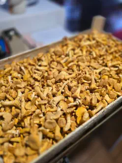 Küche - Frische Pfifferlinge