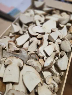 Restaurant - Frische Pilze